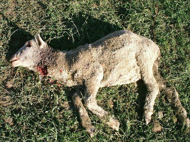 800px-Ewe_with_coyote_throat_wound.jpg