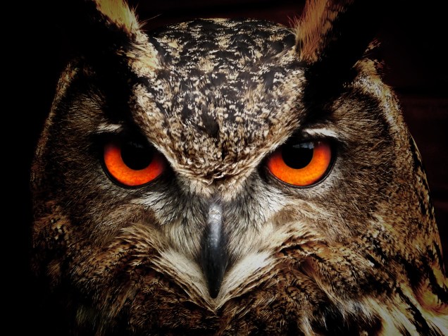 owl-bird-eyes-eagle-owl-86596-1.jpeg
