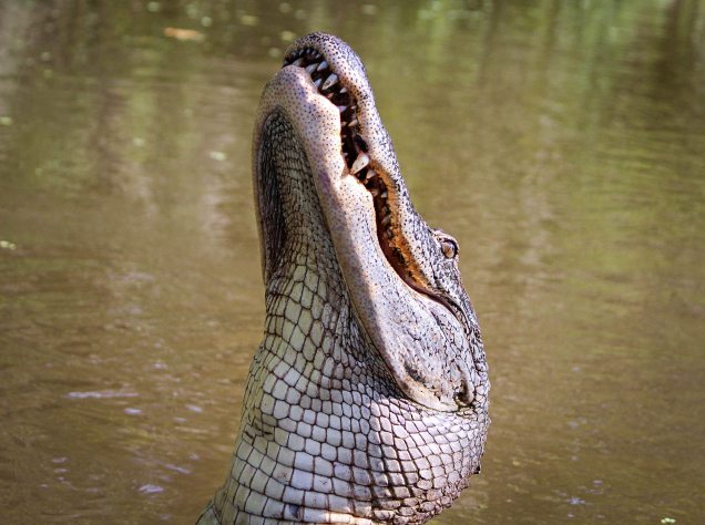alligator-animal-close-up-51345 (1)